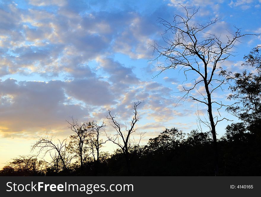 Trees  Silhouettes In Sunset
