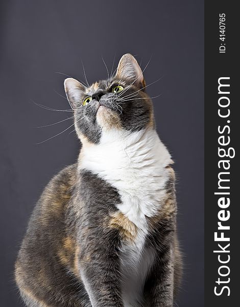 Cat posing for the camera in a studio