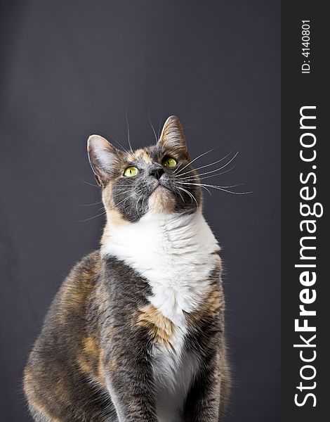 Cat posing for the camera in a studio
