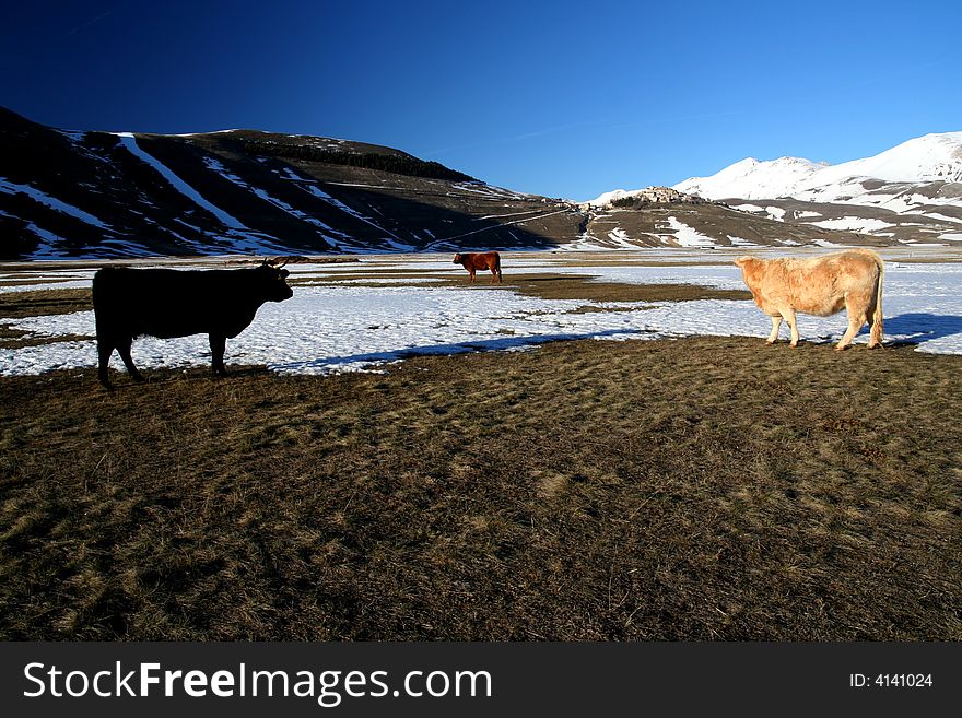 Cows in a winter landscape captured near Castelluccio di Norcia - Umbria - Italy. Cows in a winter landscape captured near Castelluccio di Norcia - Umbria - Italy