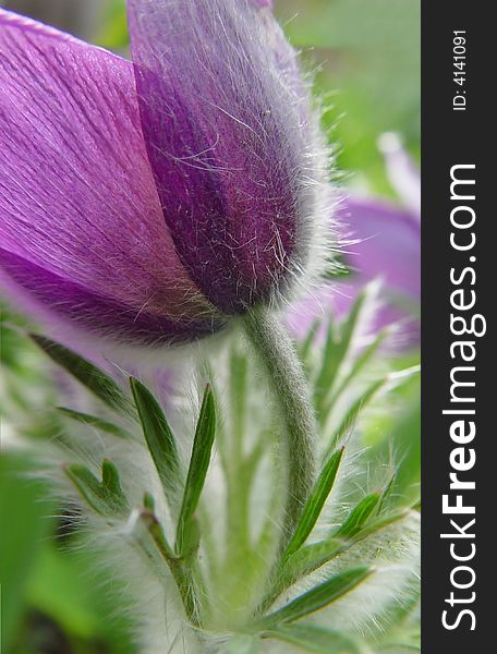 Close up of purple pasque flower from a different angle. Close up of purple pasque flower from a different angle