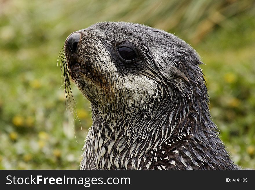 Closeup portrait of single immature fur seal with green foliage as background South George Island. Closeup portrait of single immature fur seal with green foliage as background South George Island