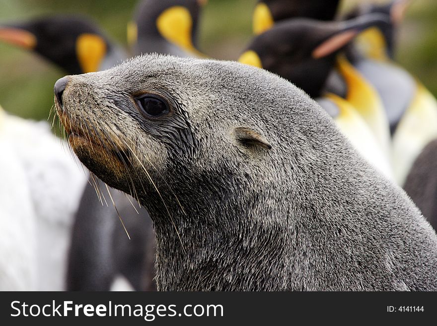 Closeup portrait of single fur seal with king penguins as background South Georgia Island