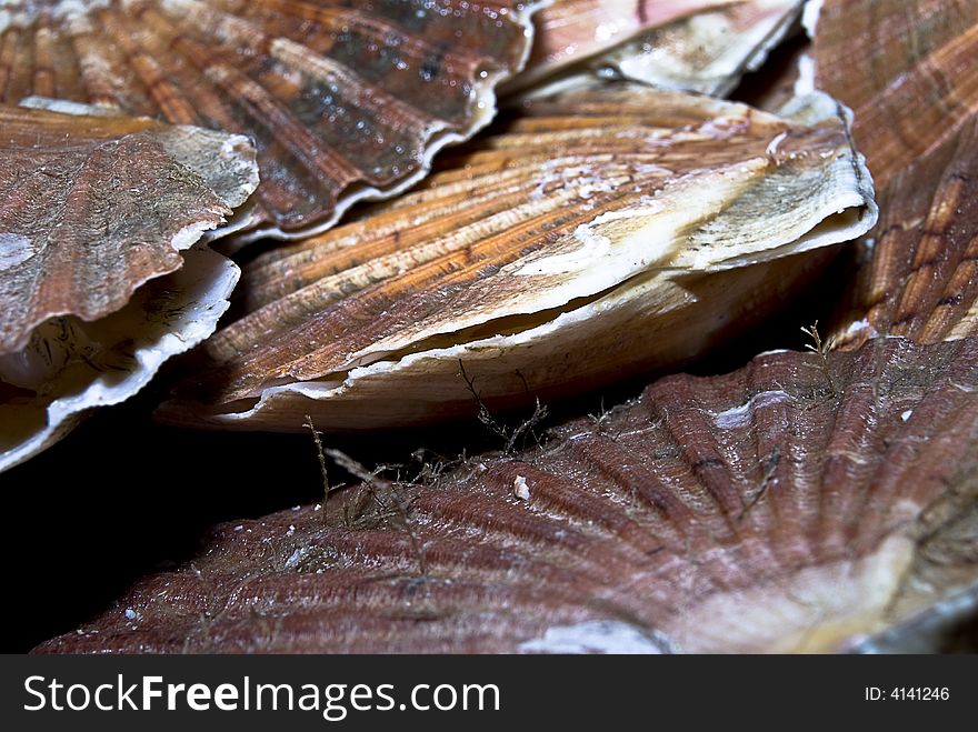 Closeup of a  seashells (sea shells), scallop