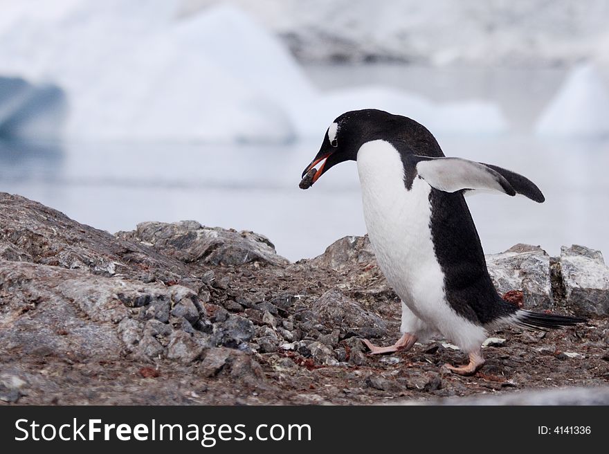 Gentoo Penguin Building Nest