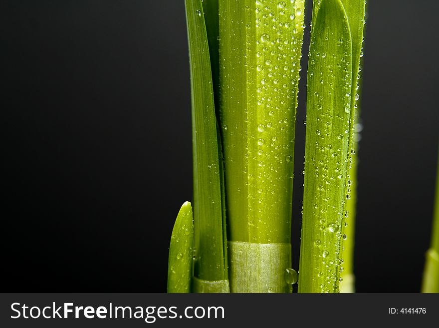 Narcissus detail of fresh scape with dew. Narcissus detail of fresh scape with dew