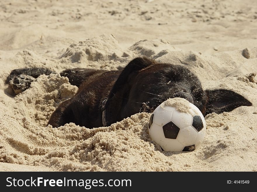 Black labrador retriever sleeping on the beach. Black labrador retriever sleeping on the beach