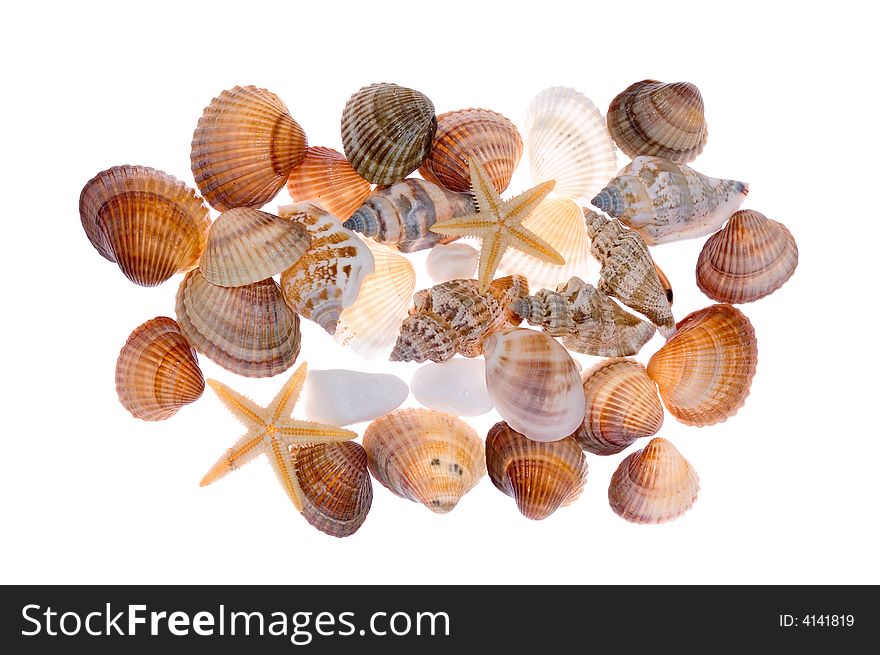 Exotic shells collection - scallops, clams, starfishs on white background.