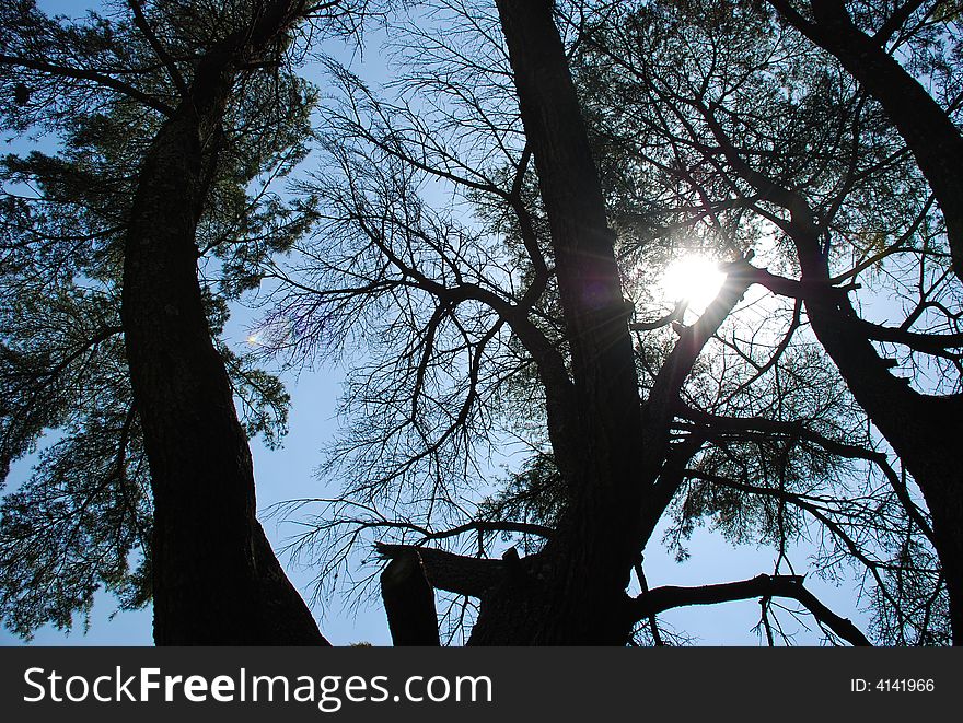 Sunbeam Through Branches