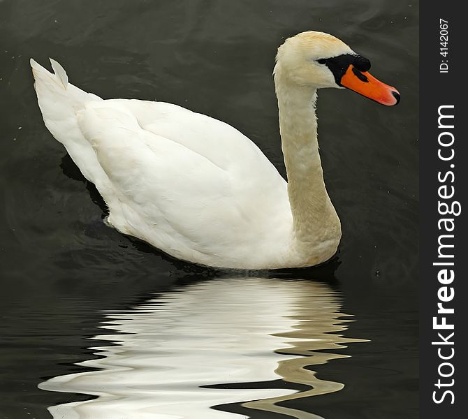 Beautiful swan on a beautiful still pond...