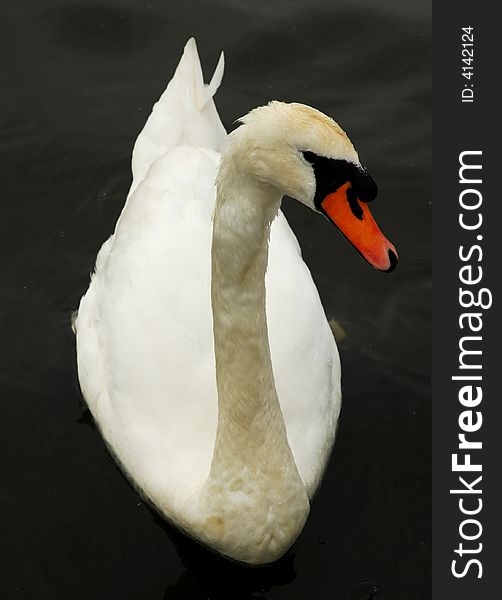 Beautiful swan on a beautiful still pond...