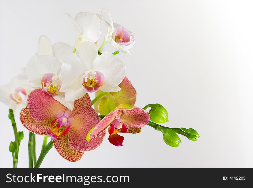 Phalaenopsis red and white orchids isolated on white. Phalaenopsis red and white orchids isolated on white.