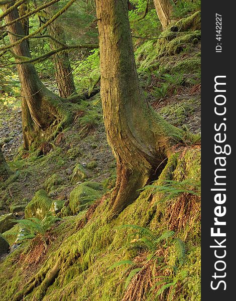 Forest scene in Columbia River Gorge National Scenic Area. Forest scene in Columbia River Gorge National Scenic Area