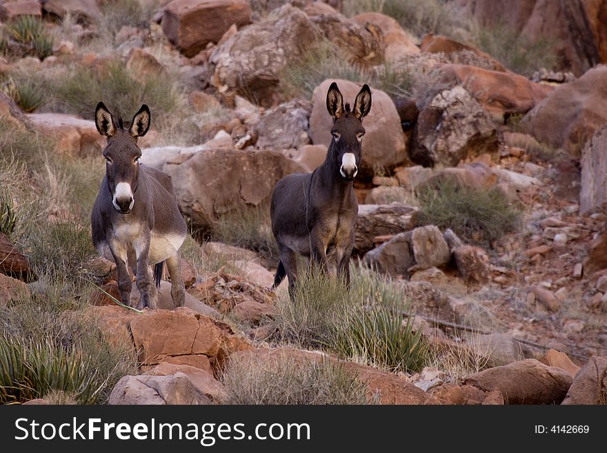 Two wild burros standing among red rock boulders on hillside