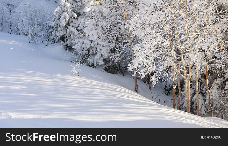 Tree shadow on snowy mountain yokote in japan. Tree shadow on snowy mountain yokote in japan