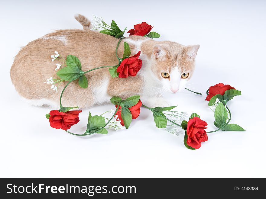 Tan and white tabby cat with artificial red roses. Tan and white tabby cat with artificial red roses