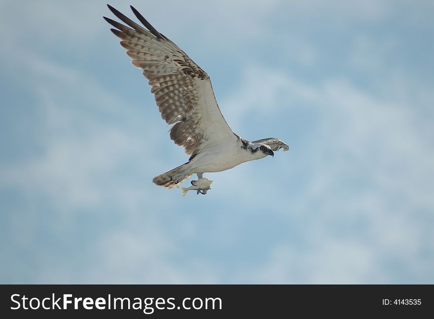 A fishing eagle, was eating in the beach oh Holbox island, Mexico, until I interrupted it. A fishing eagle, was eating in the beach oh Holbox island, Mexico, until I interrupted it