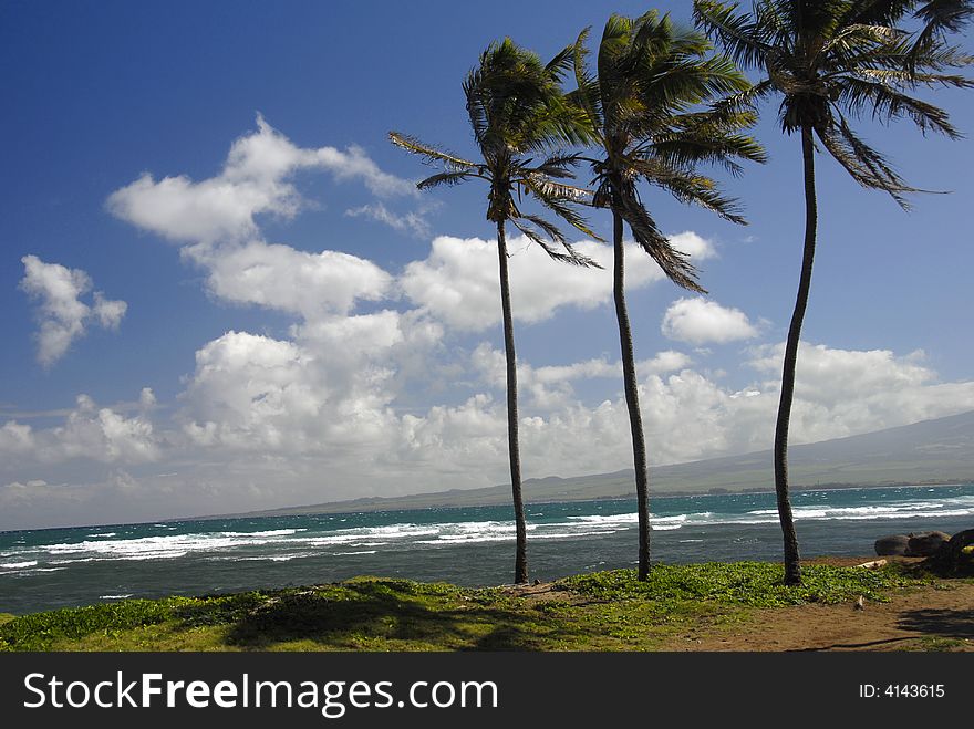 Ocian view with three palms