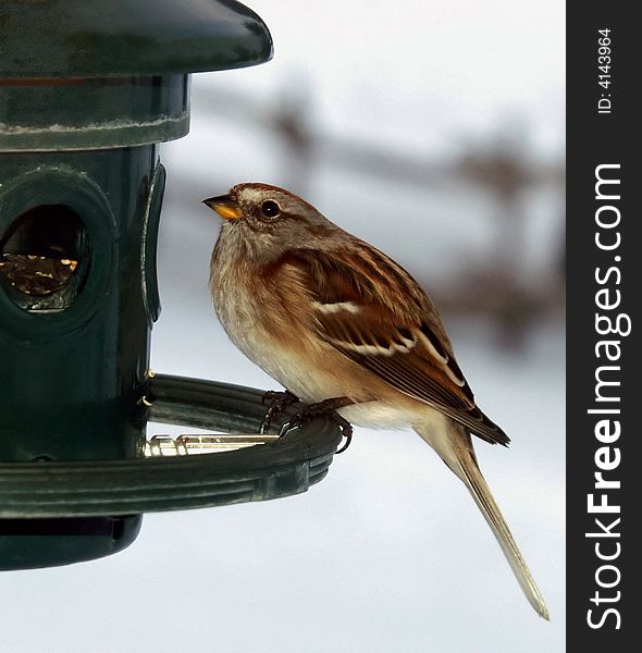 American Tree Sparrow visits a backyard feeder during winter.