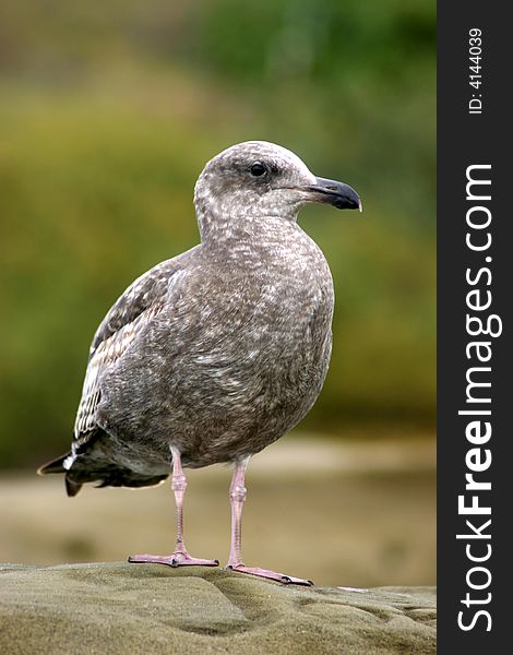 A seagull sitting on a rock