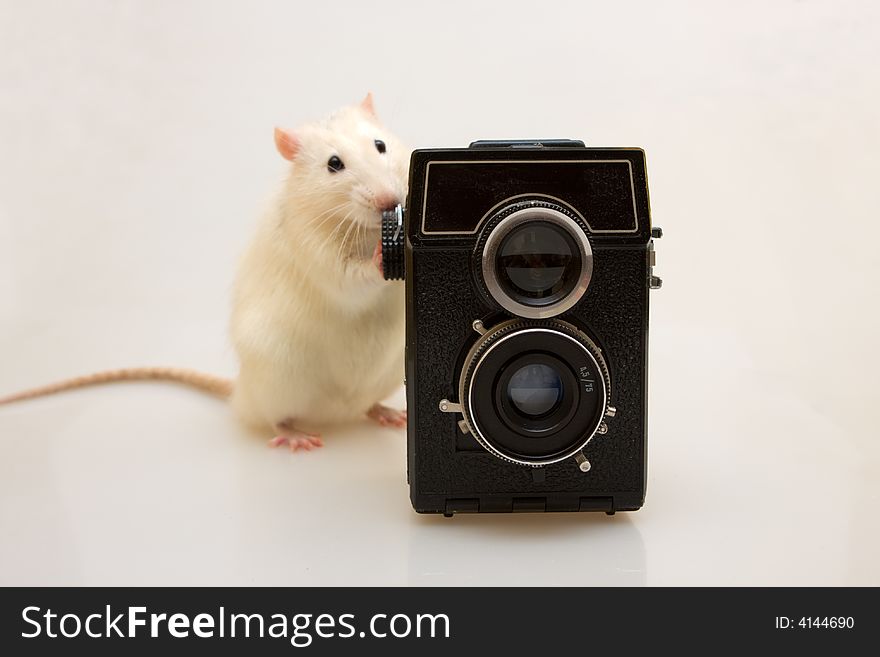White small rat with the old camera. White small rat with the old camera