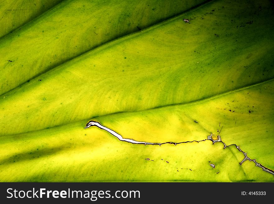 Green leaf with background light