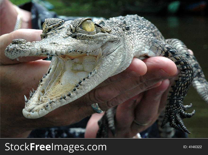 A close up of a young croc being held. A close up of a young croc being held