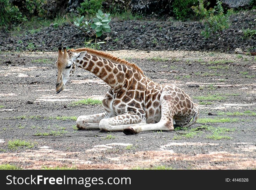 A sleepy Giraffe sitting in the wild. A sleepy Giraffe sitting in the wild