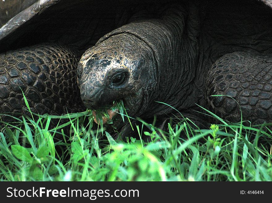 A close up shot of the head of a Giant Tortoise eating grass. A close up shot of the head of a Giant Tortoise eating grass