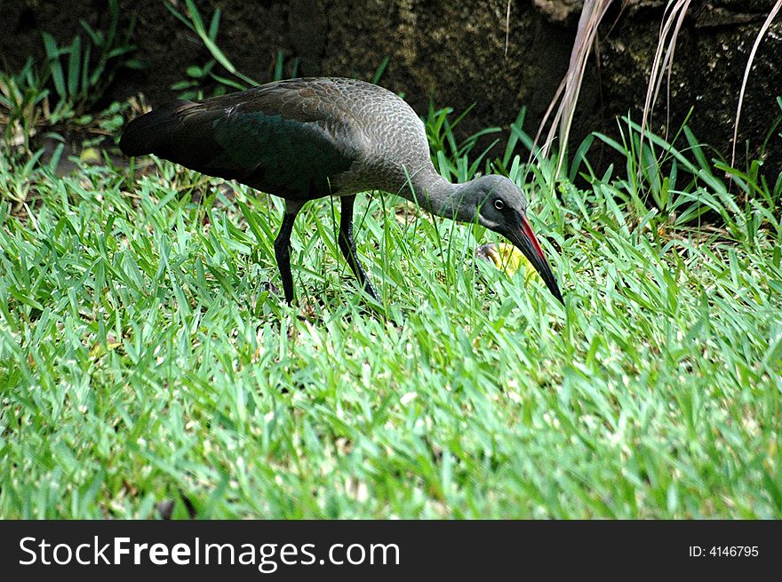 A black Ibis on the grass eating