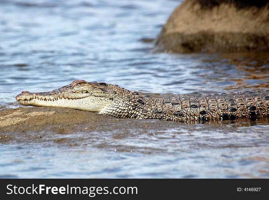 Croc On A Rock