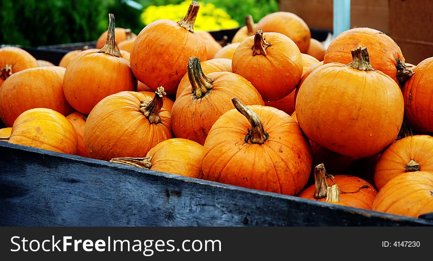 Bin full of colourful miniature ornamental pumpkins. Bin full of colourful miniature ornamental pumpkins