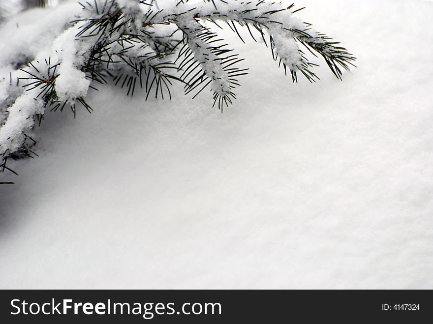 Snow covered branch