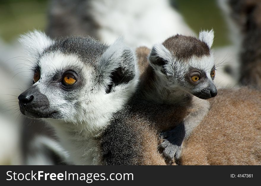 Cute ring-tailed lemur with baby. Cute ring-tailed lemur with baby