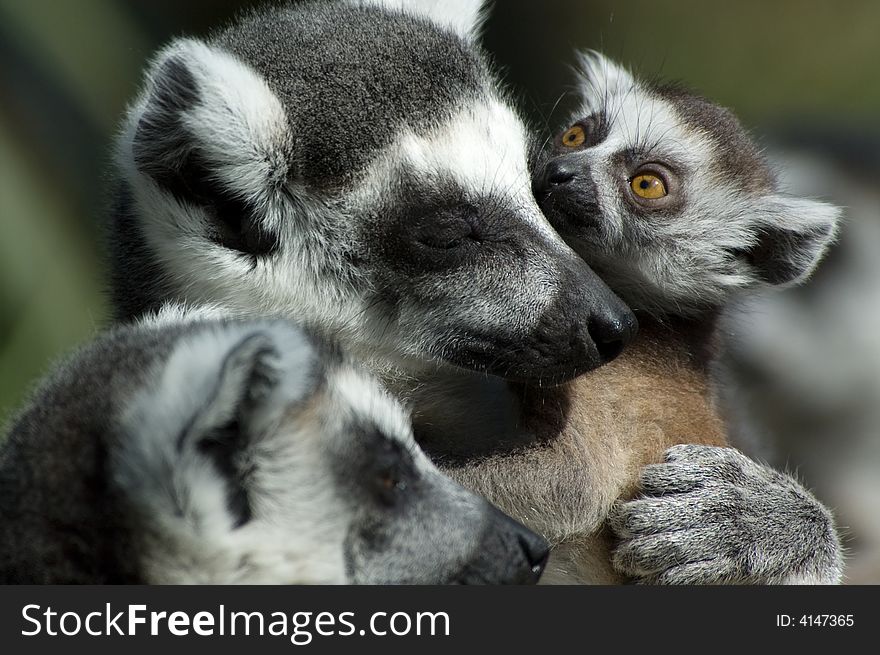 Baby Ring-tailed Lemur