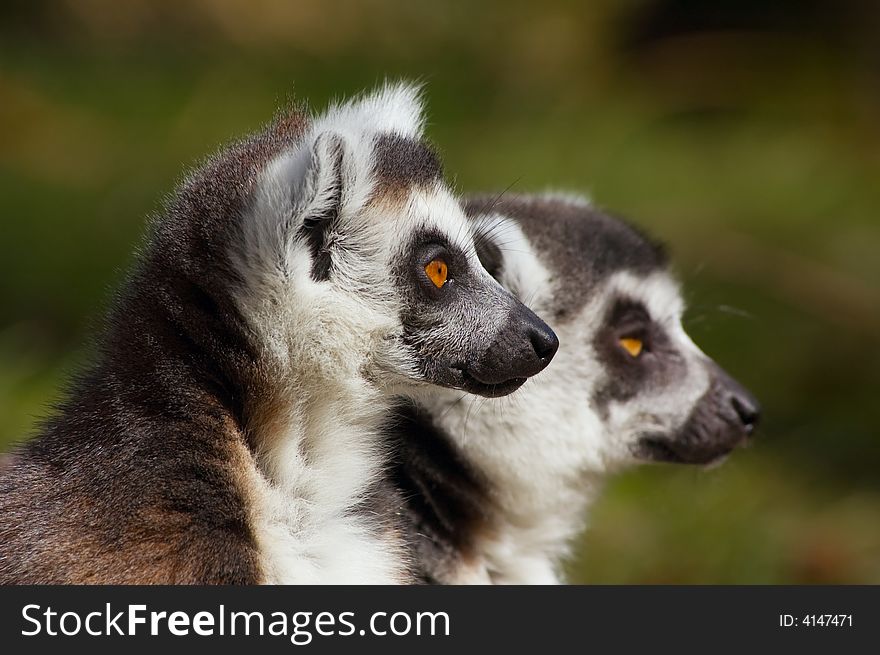 Close-up of a cute ring-tailed lemur