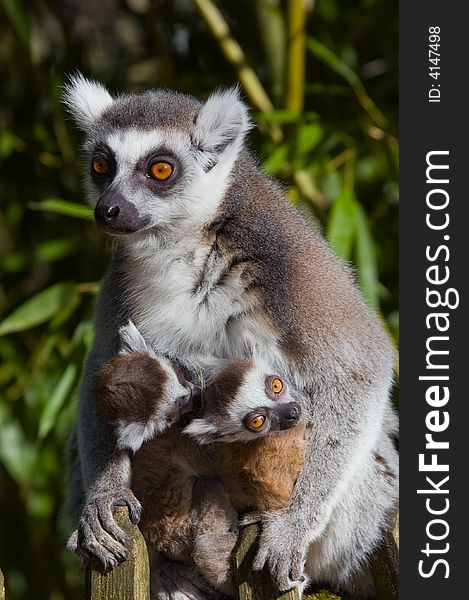 Cute ring-tailed lemur with baby. Cute ring-tailed lemur with baby