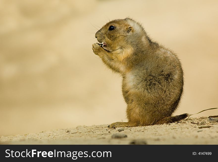 Close-up of a cute prairie dog