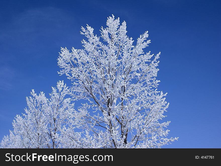 Frozen trees on road to krushuna