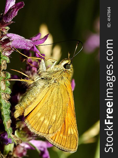 Feeding of an orange butterfly