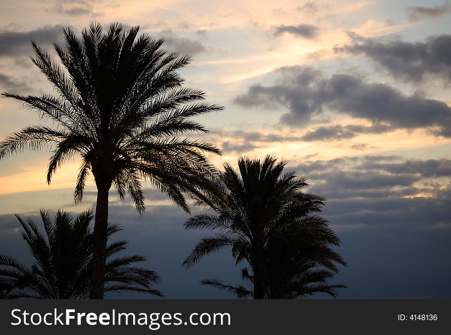 3 Palm Trees on Sunset