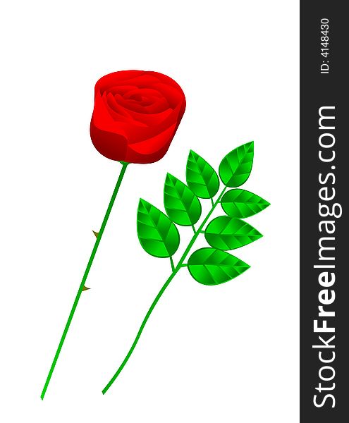 Illustration of a rose and foliage.  Also available in .