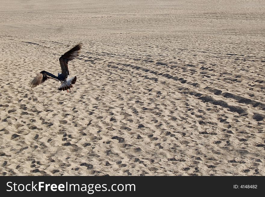 Seagull flying on beach