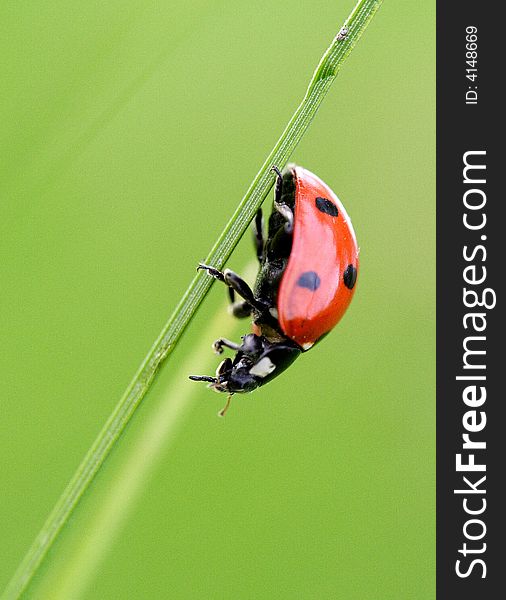 A ladybird hurries downward on a grass. A ladybird hurries downward on a grass