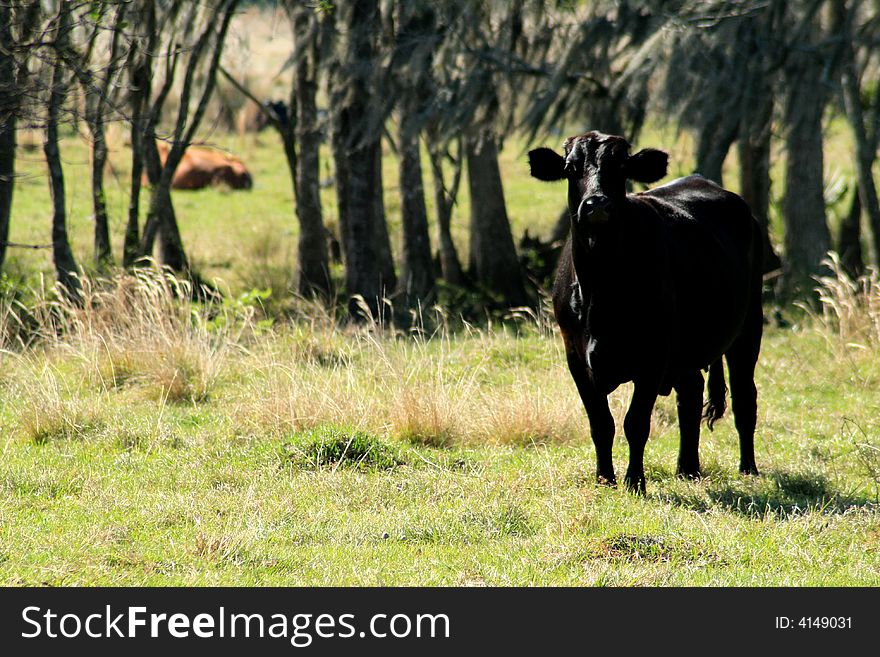 Black cow in Florida pasture. Black cow in Florida pasture