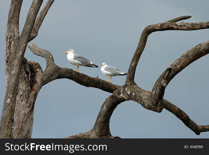 Two gull on the dead tree