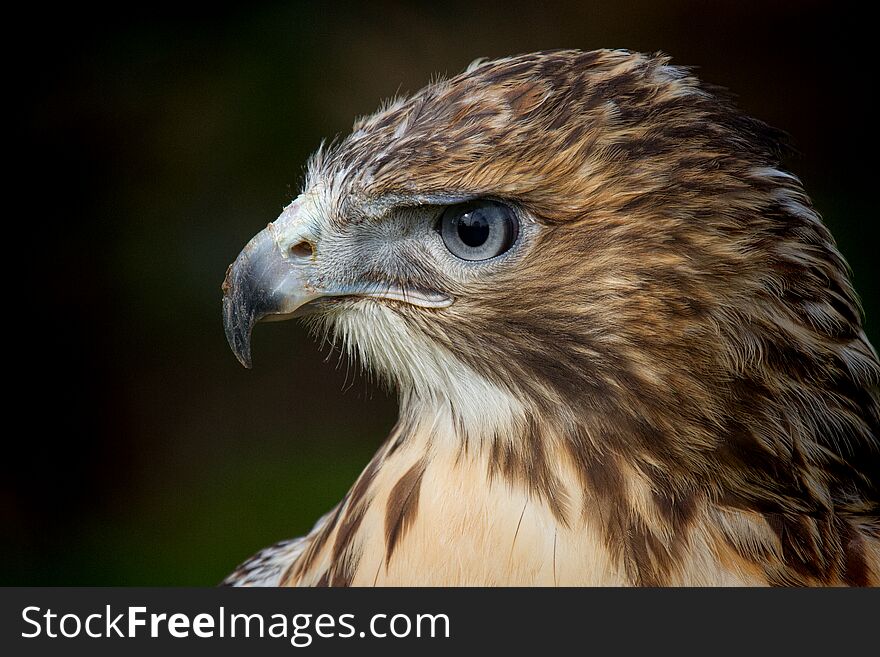 The red-tailed hawk is a bird of prey, one of three species colloquially known in the United States as the chickenhawk