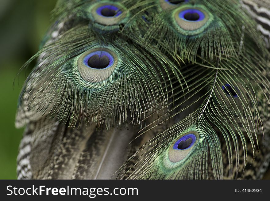 A Peacock tail feather with a very close up view of the deatail of the feathers. A Peacock tail feather with a very close up view of the deatail of the feathers.