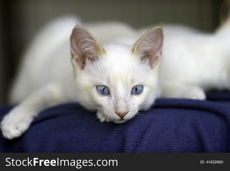 White kitten with big blue eyes stares off into space while he lies down. White kitten with big blue eyes stares off into space while he lies down.