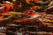 Colorful Koi Swimming In The Gardens Pond Stock Photography Colorful Koi Swimming In The Gardens Pond Stock Photography